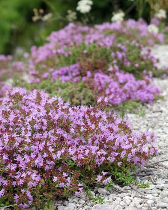 Vild timian i blomst